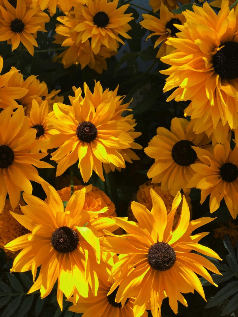 Susan flowers